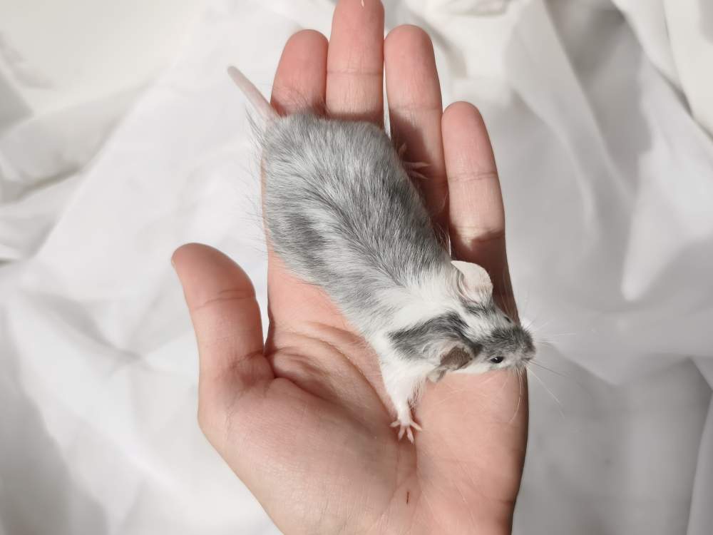 Fancy mouse Breeder Mus musculus 