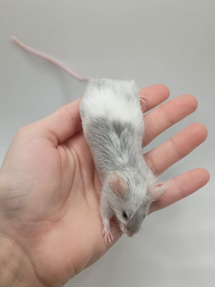 Fancy mouse Breeder Mus musculus 