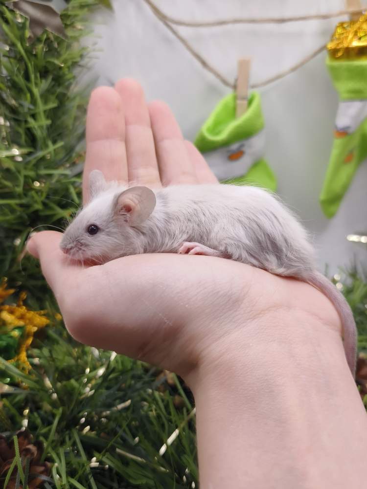 Fancy mouse Breeder Mus musculus 