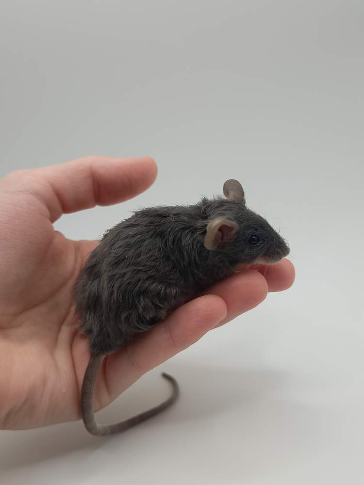 Fancy mouse Breeder Mus musculus 