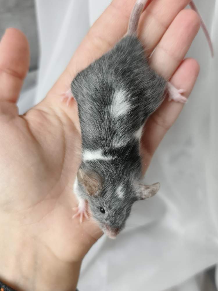 Fancy mouse Breeder Mus musculus 