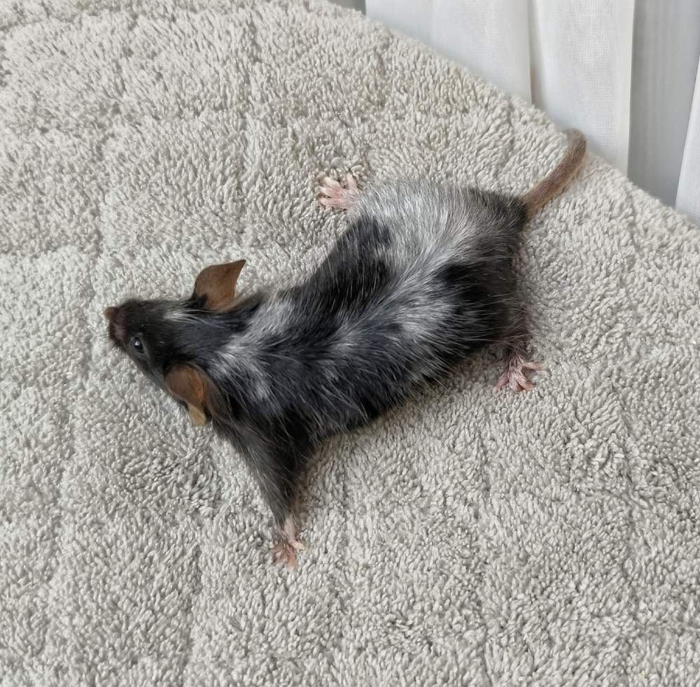 Fancy mouse Breeder Mus musculus 