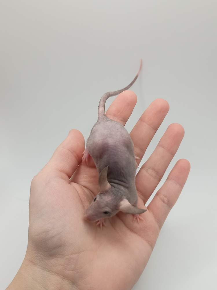 Fancy mouse Breeder Mus musculus 