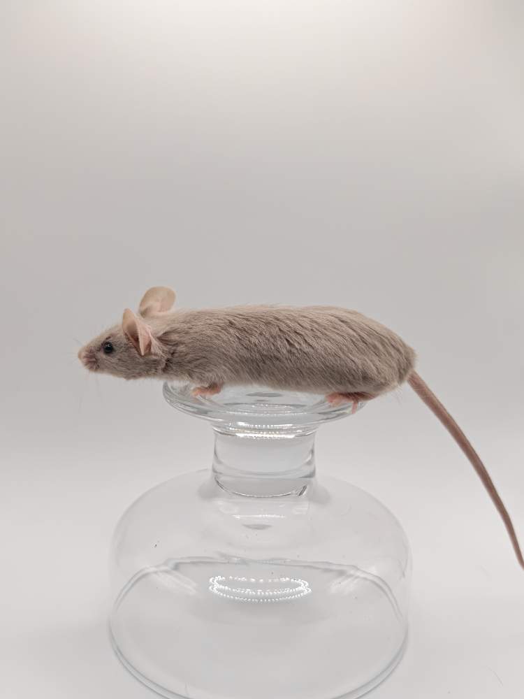 Fancy mouse Breeder Mus musculus 