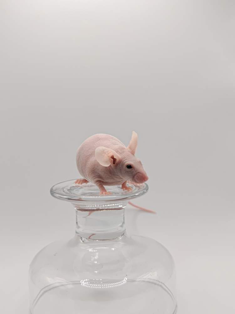 Fancy mouse Breeder Mus musculus 