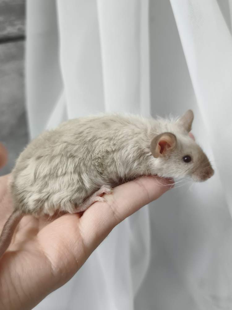 Fancy mouse Breeder Mus musculus 