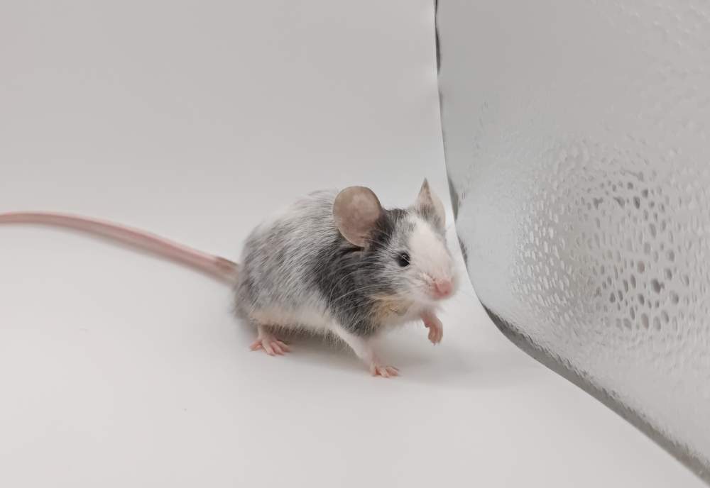 Fancy mouse Breeder Mus musculus 