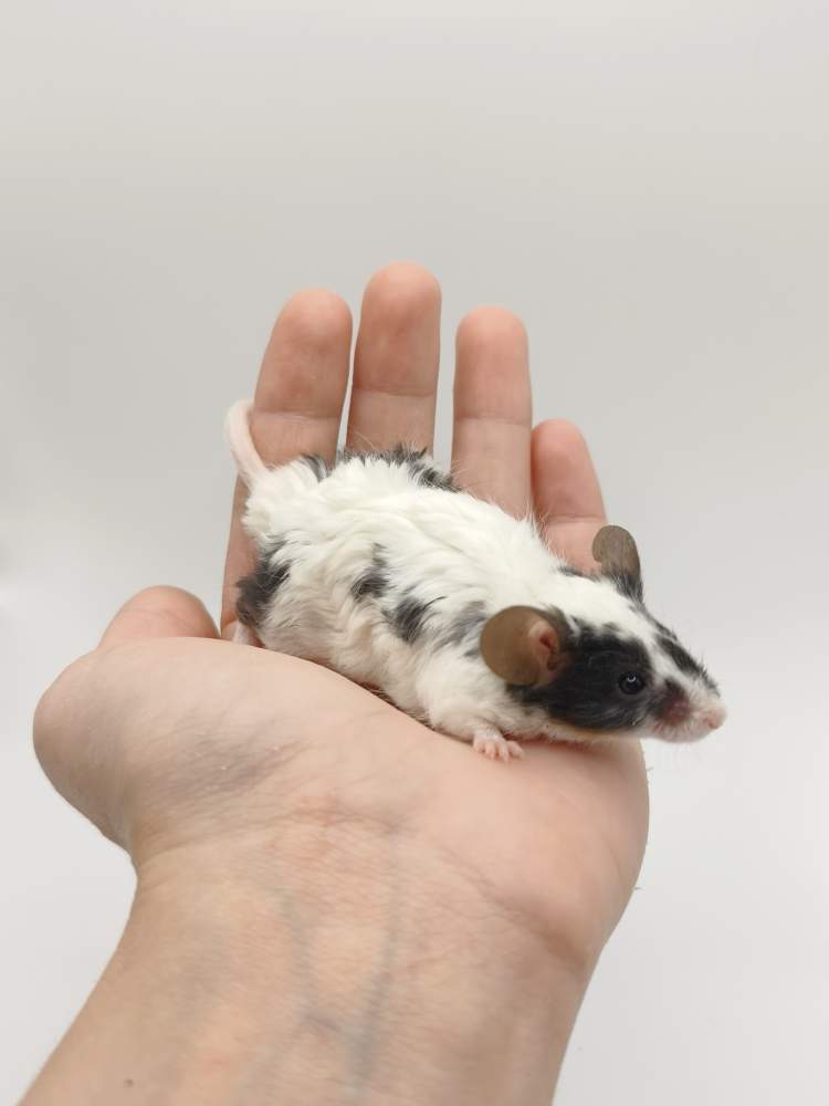 Fancy mouse Breeder Mus musculus 