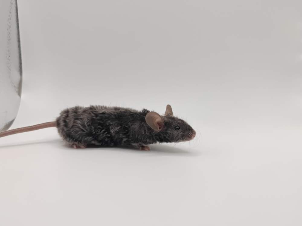 Fancy mouse Breeder Mus musculus 
