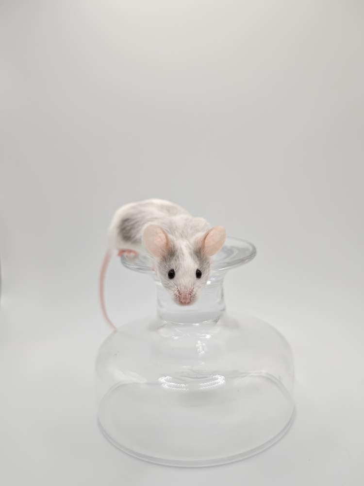 Fancy mouse Breeder Mus musculus 