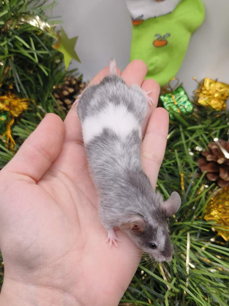 Fancy mouse Breeder Mus musculus 