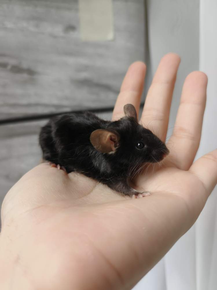 Fancy mouse Breeder Mus musculus 