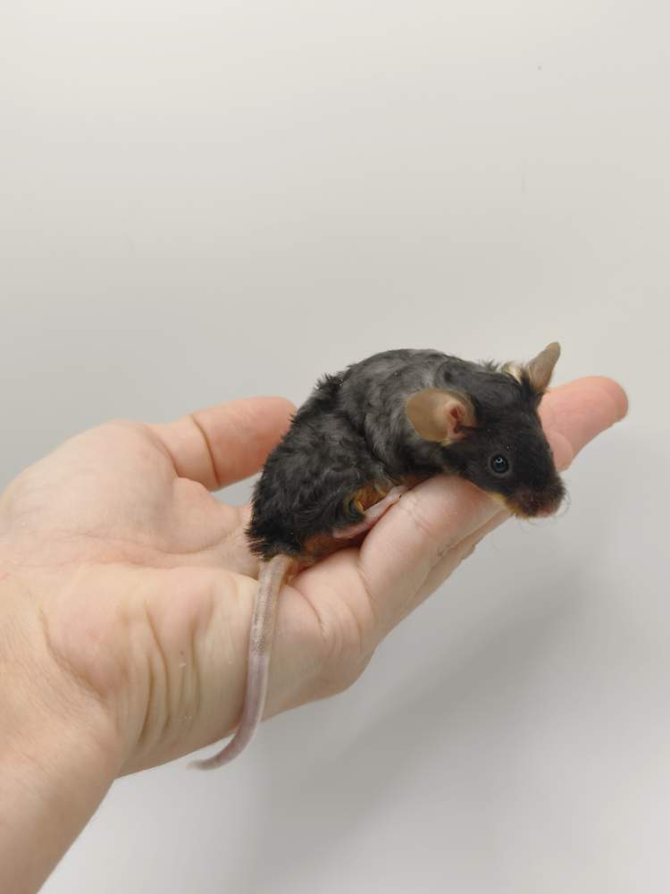 Fancy mouse Breeder Mus musculus 