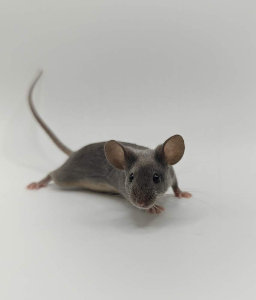 Fancy mouse Breeder Mus musculus 