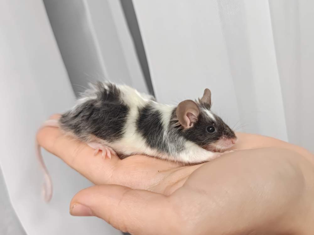Fancy mouse Breeder Mus musculus 