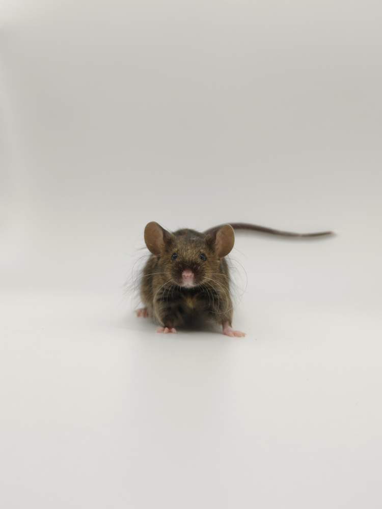 Fancy mouse Breeder Mus musculus 