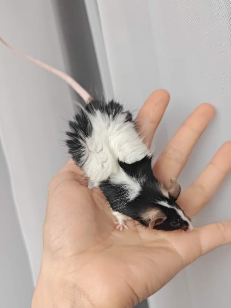 Fancy mouse Breeder Mus musculus 