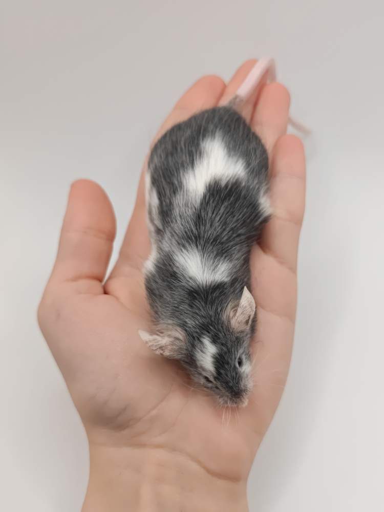 Fancy mouse Breeder Mus musculus 