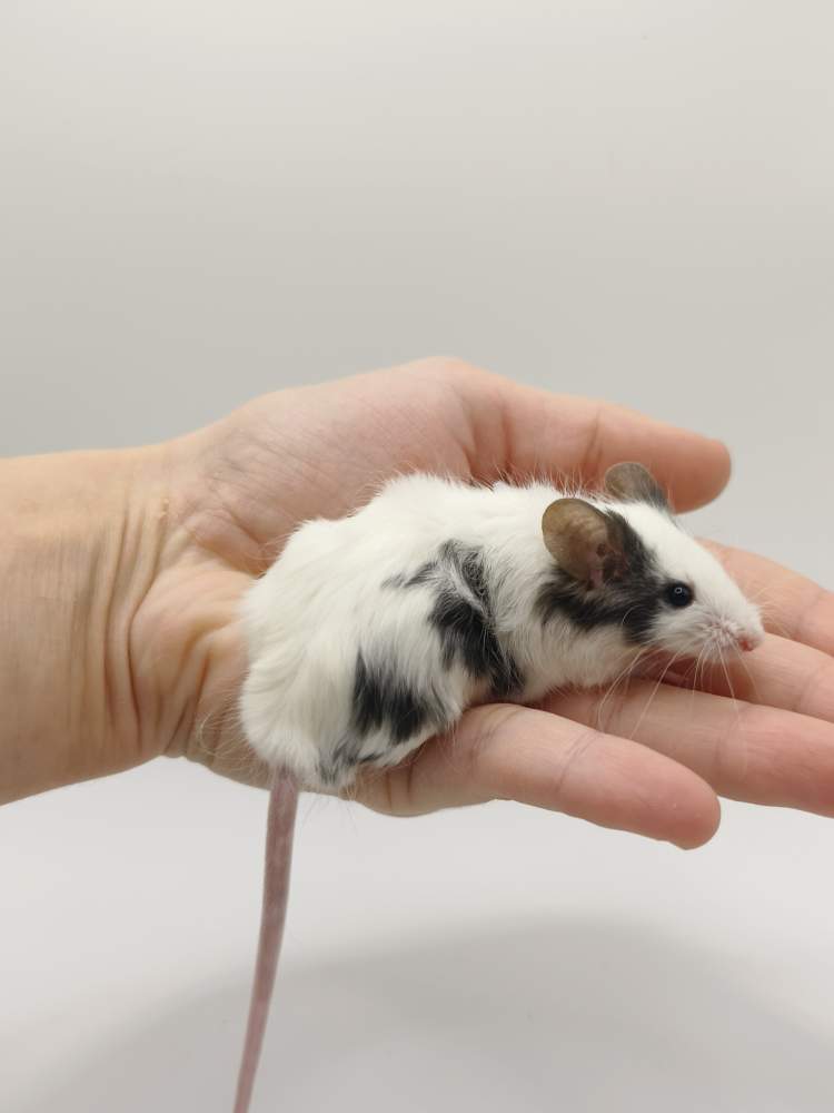 Fancy mouse Breeder Mus musculus 