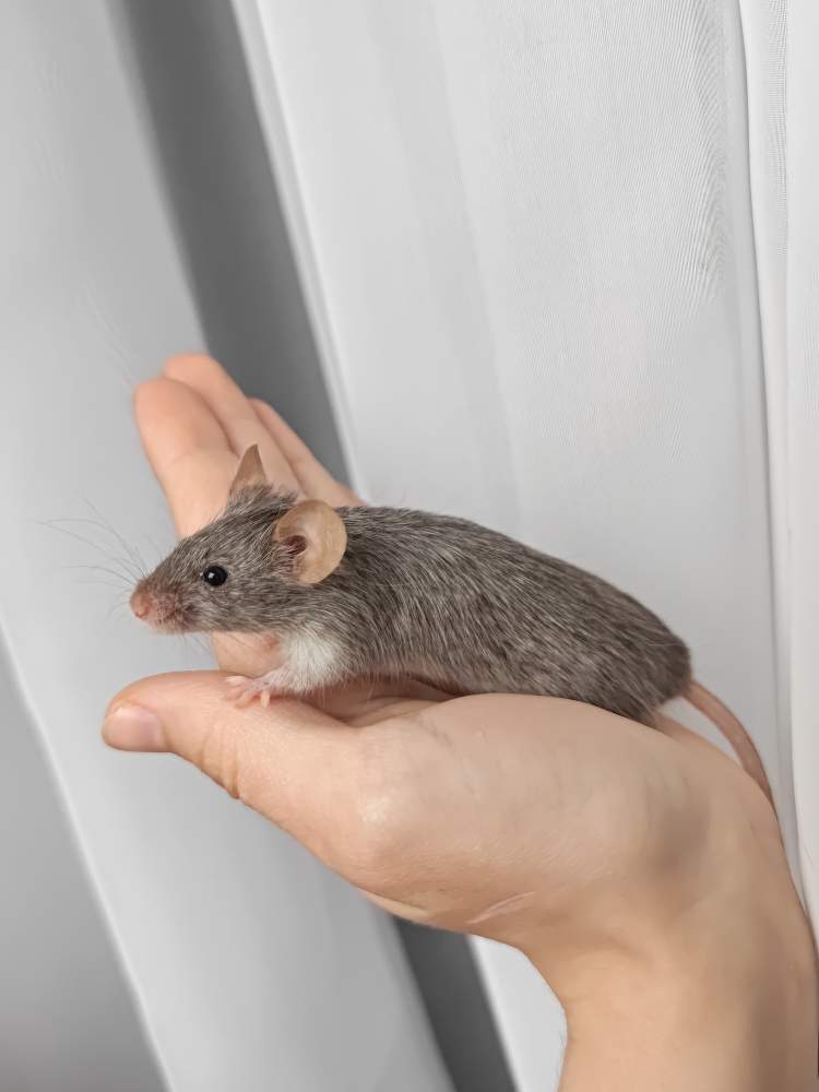 Fancy mouse Breeder Mus musculus 