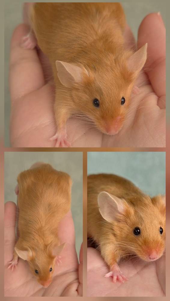 Fancy mouse Owned by other Mus musculus 