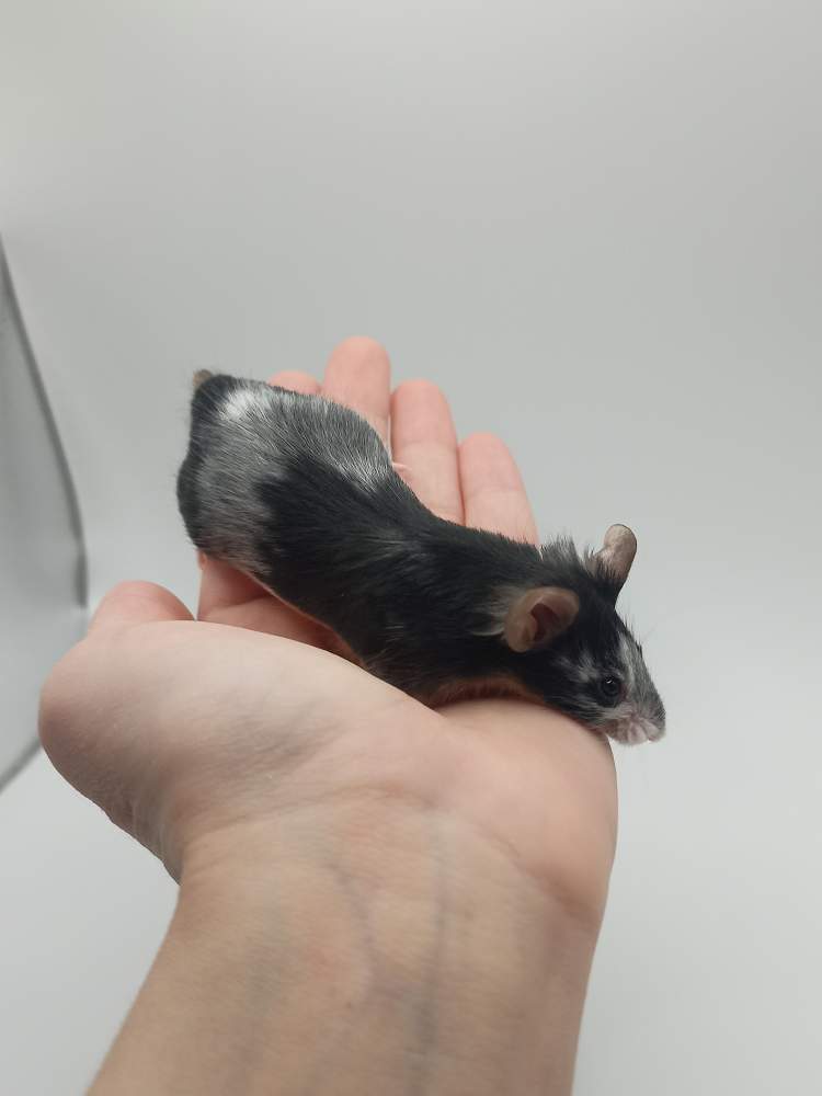 Fancy mouse Breeder Mus musculus 
