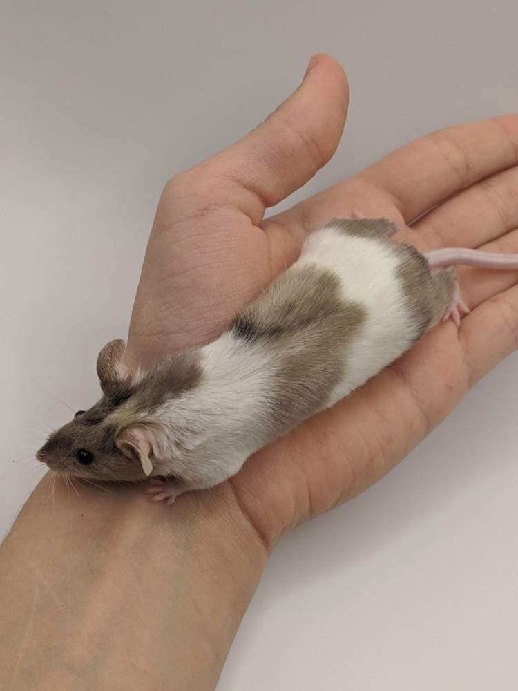 Fancy mouse Breeder Mus musculus 