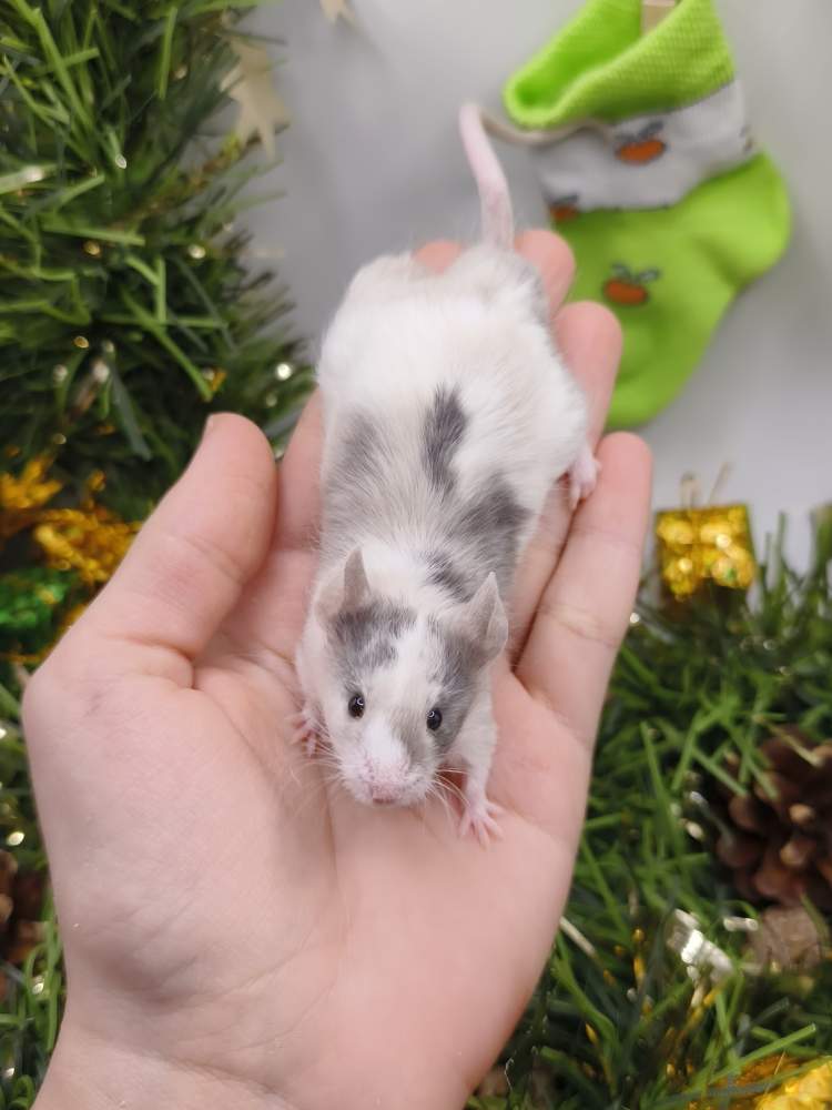 Fancy mouse Breeder Mus musculus 