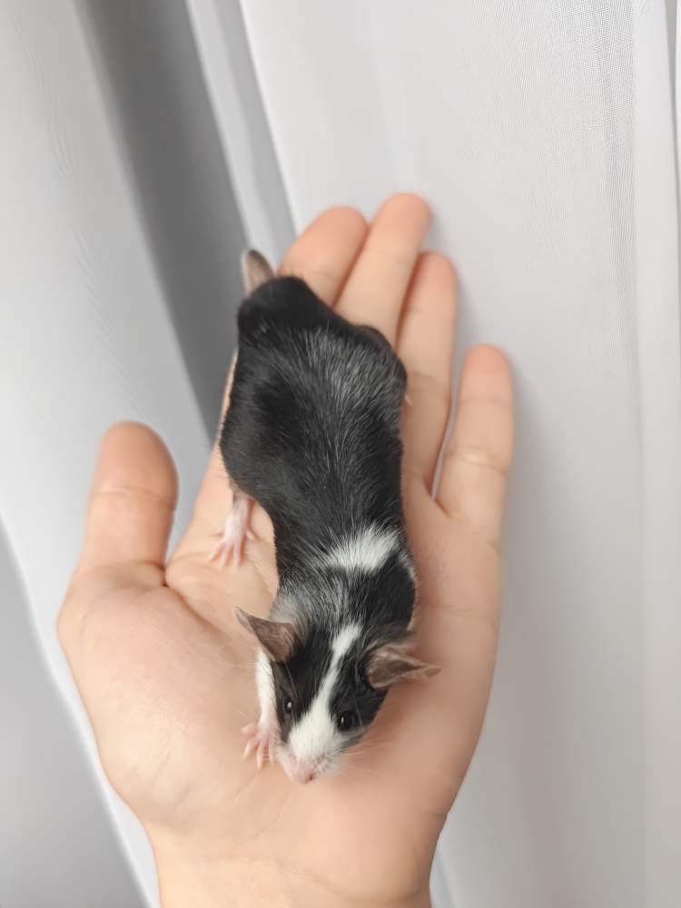 Fancy mouse Breeder Mus musculus 