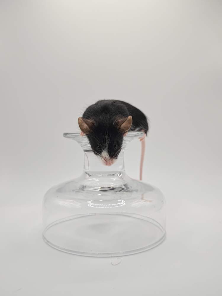 Fancy mouse Breeder Mus musculus 