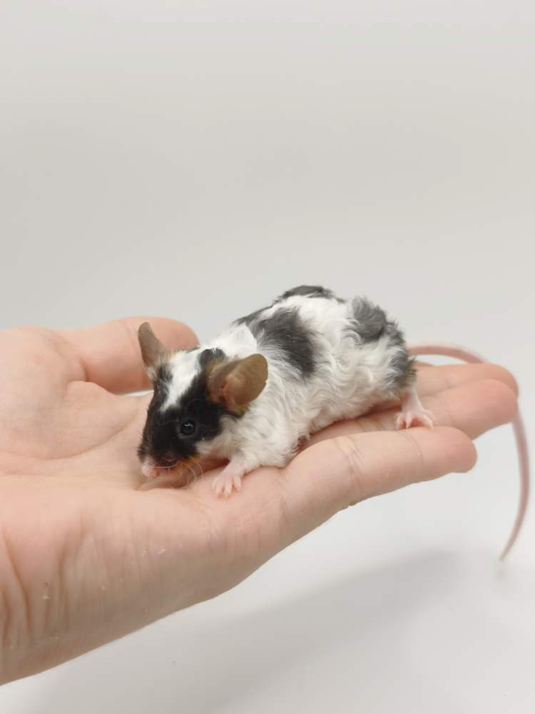 Fancy mouse Breeder Mus musculus 