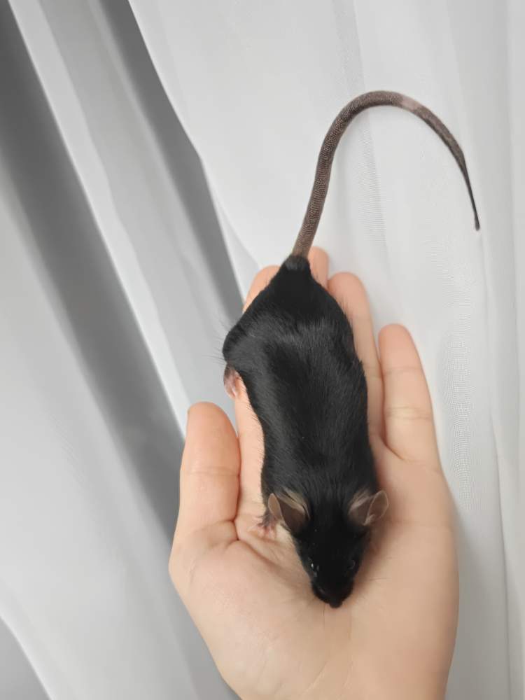 Fancy mouse Breeder Mus musculus 