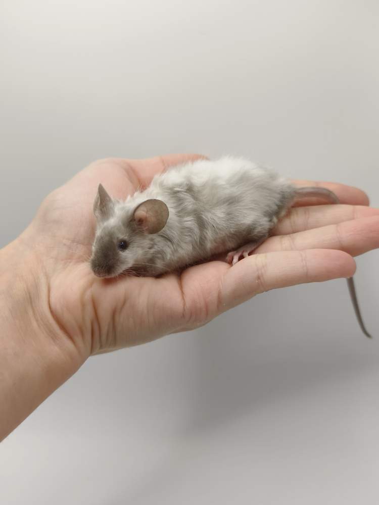Fancy mouse Breeder Mus musculus 