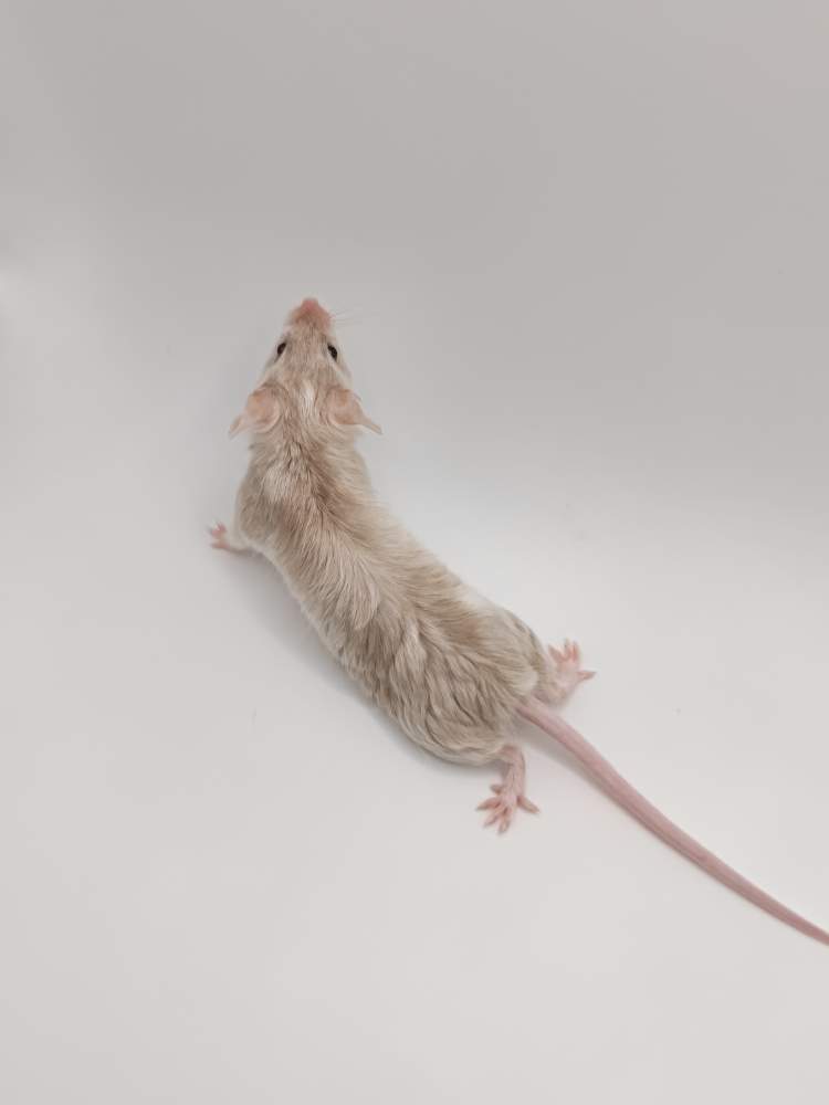 Fancy mouse Breeder Mus musculus 