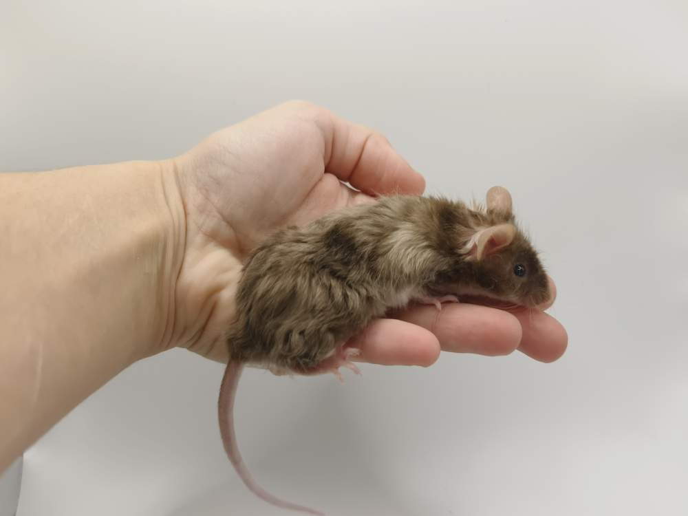 Fancy mouse Breeder Mus musculus 