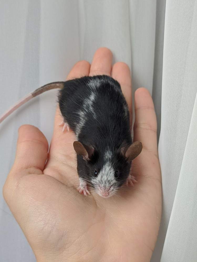 Fancy mouse Breeder Mus musculus 