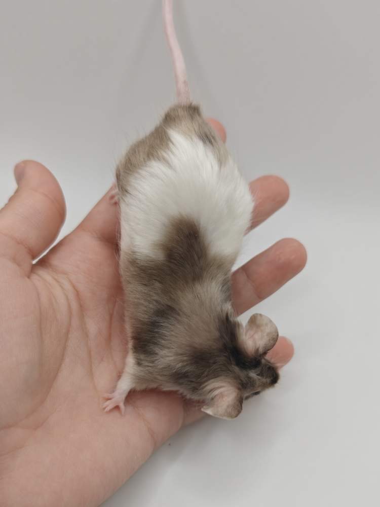 Fancy mouse Breeder Mus musculus 