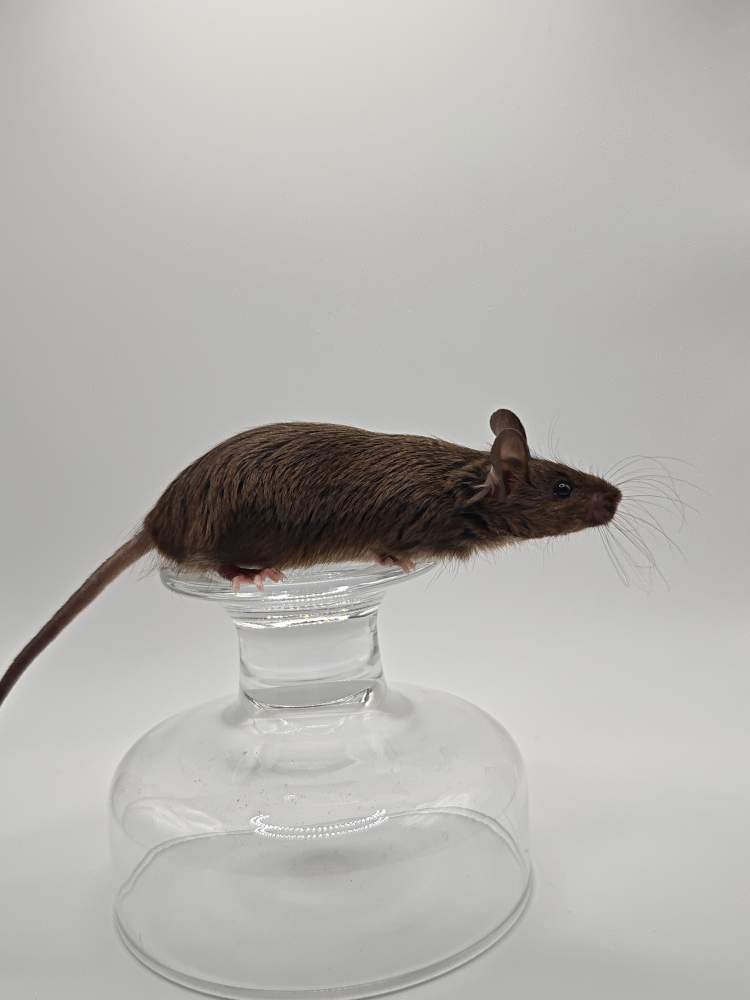 Fancy mouse Breeder Mus musculus 