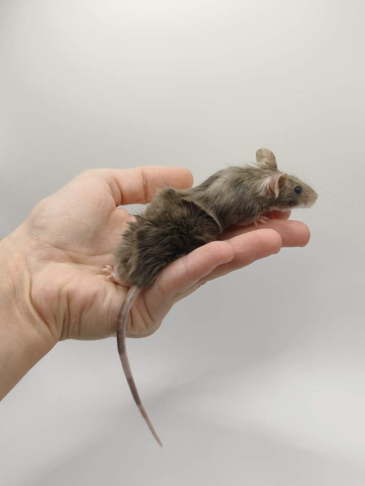 Fancy mouse Breeder Mus musculus 