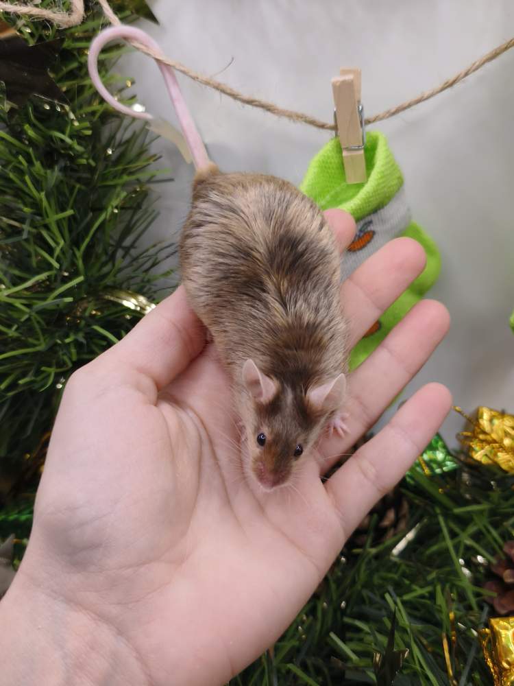 Fancy mouse Breeder Mus musculus 