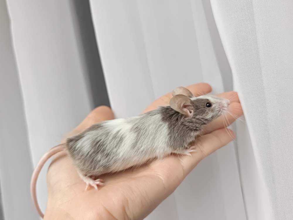 Fancy mouse Breeder Mus musculus 
