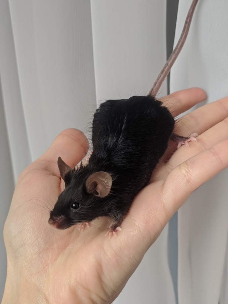 Fancy mouse Breeder Mus musculus 
