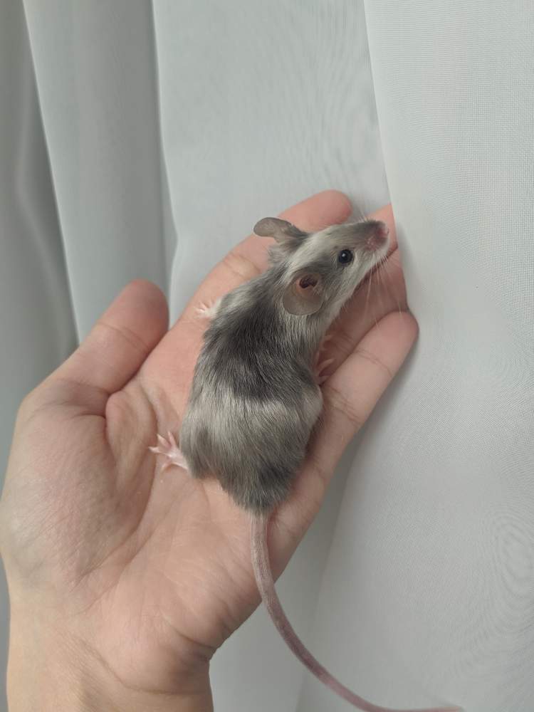 Fancy mouse Breeder Mus musculus 