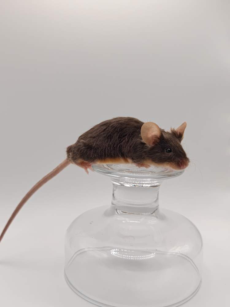 Fancy mouse Breeder Mus musculus 