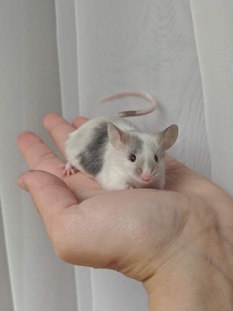 Fancy mouse Breeder Mus musculus 