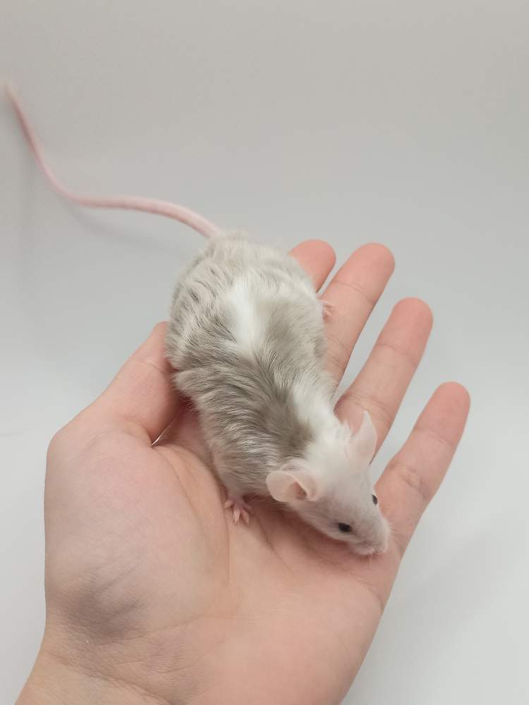 Fancy mouse Breeder Mus musculus 