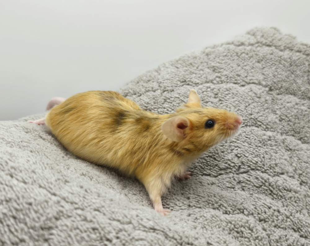 Fancy mouse Breeder Mus musculus 