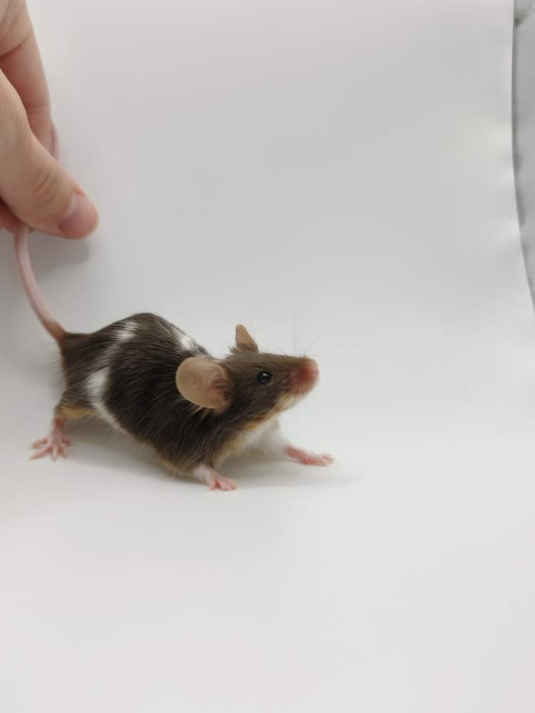 Fancy mouse Breeder Mus musculus 