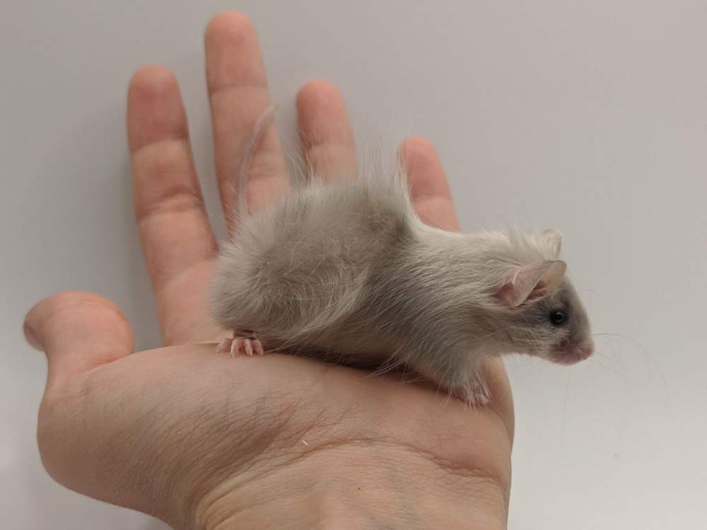 Fancy mouse Breeder Mus musculus 