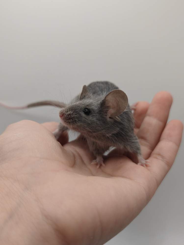 Fancy mouse Breeder Mus musculus 